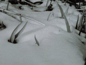 <img:http://elftown.heddate.com/stuff/snowleavessmall.jpg>