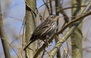 <img300*0:stuff/sparrow.jpg>