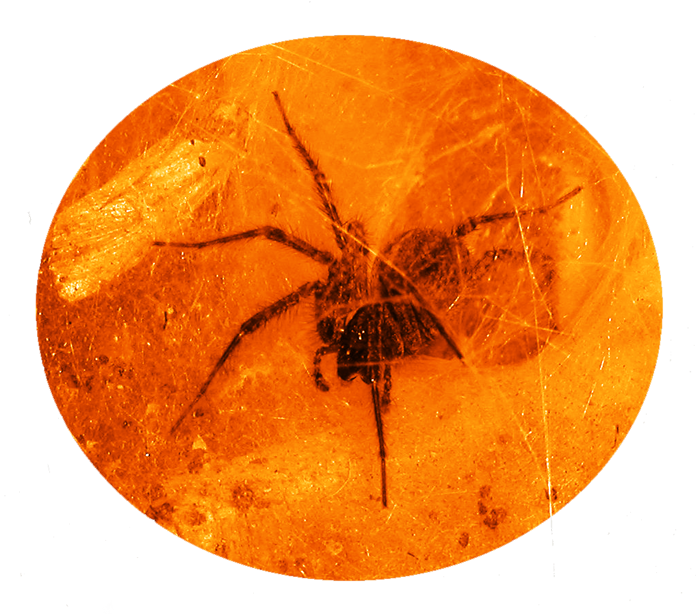 <img:stuff/spider%20button%20L.png>