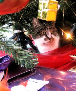<img300*0:stuff/spike_xmas_small.jpg>