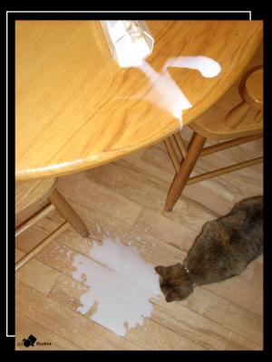<img300*0:stuff/spiltmilk.jpg>