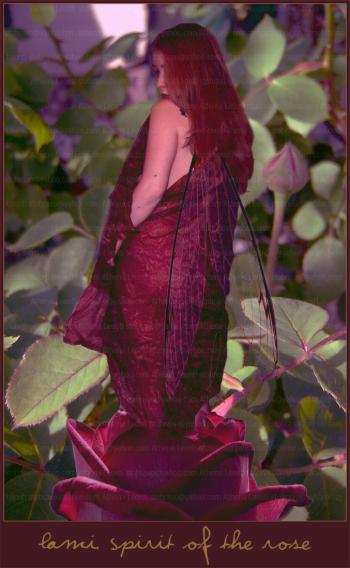 <img350*0:stuff/spirit-of-the-rose.jpg>