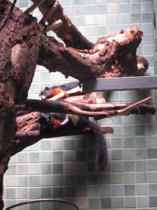 <img0*300:stuff/squirrel_squirrels.jpg>