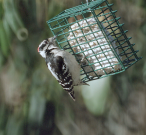 <img300*0:stuff/suet.png>