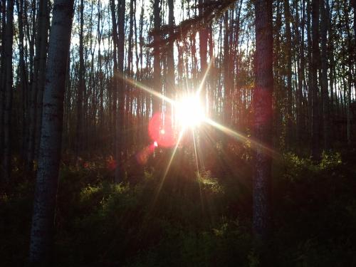 <img500*375:stuff/sun_in_the_birch.jpg>