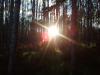 sun_in_the_birch