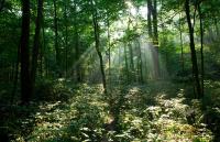 <img200*0:stuff/sunbeams_for_ally.jpg>