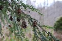 <img200*0:stuff/swaying_in_the_wind.jpg>