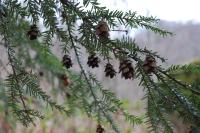 <img200*0:stuff/swaying_in_the_wind_2.jpg>
