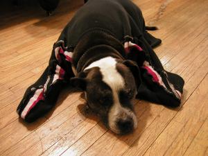 <img300*0:stuff/sweater%20fitting%203.JPG>