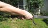 <img100*0:stuff/sword_11.jpg>
