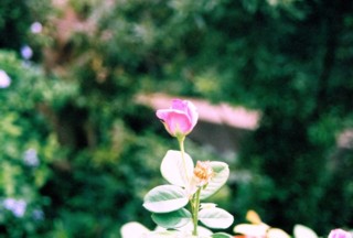 <img:stuff/teagardenflower.jpg>
