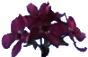 <img:stuff/teenyweenyfleurloth.png>