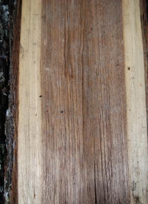 <img300*0:stuff/texturewalnutv.jpg>