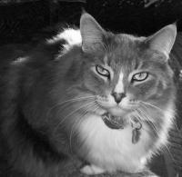 <img200*0:stuff/thelookbw.jpg>