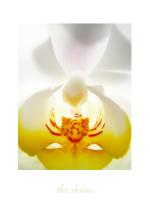 <img150*0:stuff/theorchidtemple%20copy.jpg>