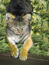<img200*0:stuff/tigercat.jpg>
