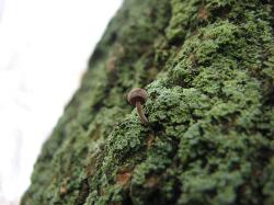 <img250*0:stuff/tinyshroom.jpg>