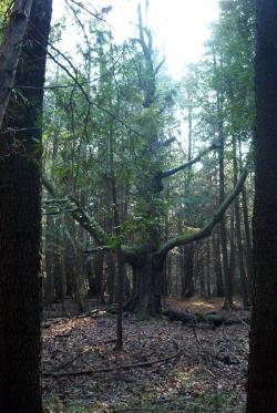 <img250*0:stuff/tomboftheancientcedartree.jpg>