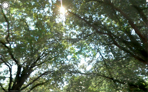 <img:stuff/topsoftrees.jpg>