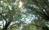 Tops of the mulberry trees