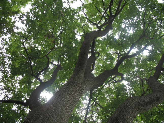<img:stuff/tree%20tops2.jpg>