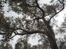 <img0*100:stuff/tree1a.jpg>