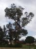 <img0*100:stuff/tree2a.jpg>