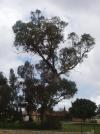<img100*0:http://elftown.heddate.com/stuff/tree2a.jpg>