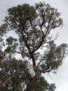 <img100*0:http://elftown.heddate.com/stuff/tree3a.jpg>