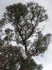 <img0*100:stuff/tree3a.jpg>