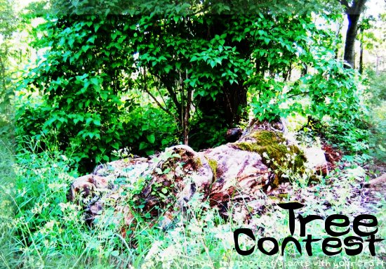 <img:stuff/treecontest.jpg>