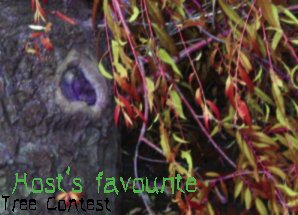 <img:stuff/treecontestfavourite.jpg>