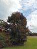 <img0*100:stuff/treedark.JPG>