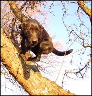 <img300*0:stuff/treedoghjkf.jpg>