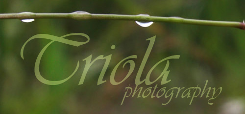 <img:stuff/triphotoportdiv.jpg>