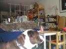 <img0*100:stuff/tuggy%20wars%202.jpg>
