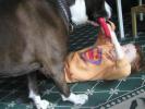 <img0*100:stuff/tuggy%20wars%206.jpg>
