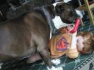 <img0*100:stuff/tuggy%20wars%207.jpg>