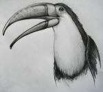 <img150*0:stuff/tukan%20copy.jpg>