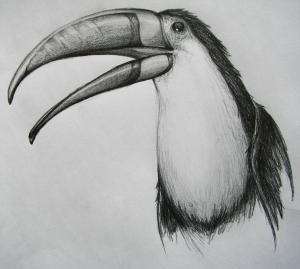 <img300*0:stuff/tukan%20copy.jpg>