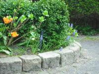 <img0*150:stuff/tulips_etc.jpg>