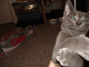 <img300*0:stuff/unagi2.jpg>
