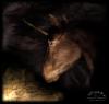 <img100*0:stuff/unicornxD.jpg>
