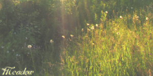  Meadow