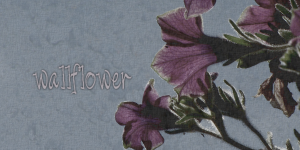 Wallflower