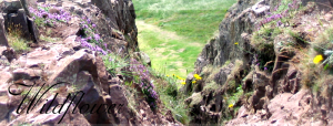 Wildflower