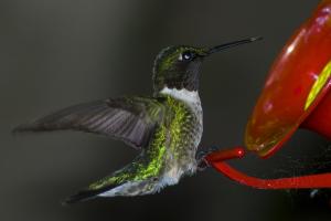<img300*0:stuff/viking-hummingbird2.jpg>
