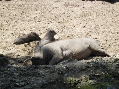 <img0*300:stuff/warthog_warthogs.jpg>