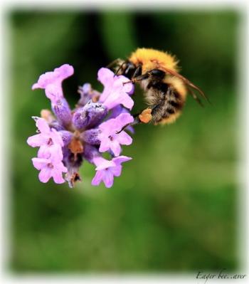 <img350*0:stuff/weetpcmot2.jpg>